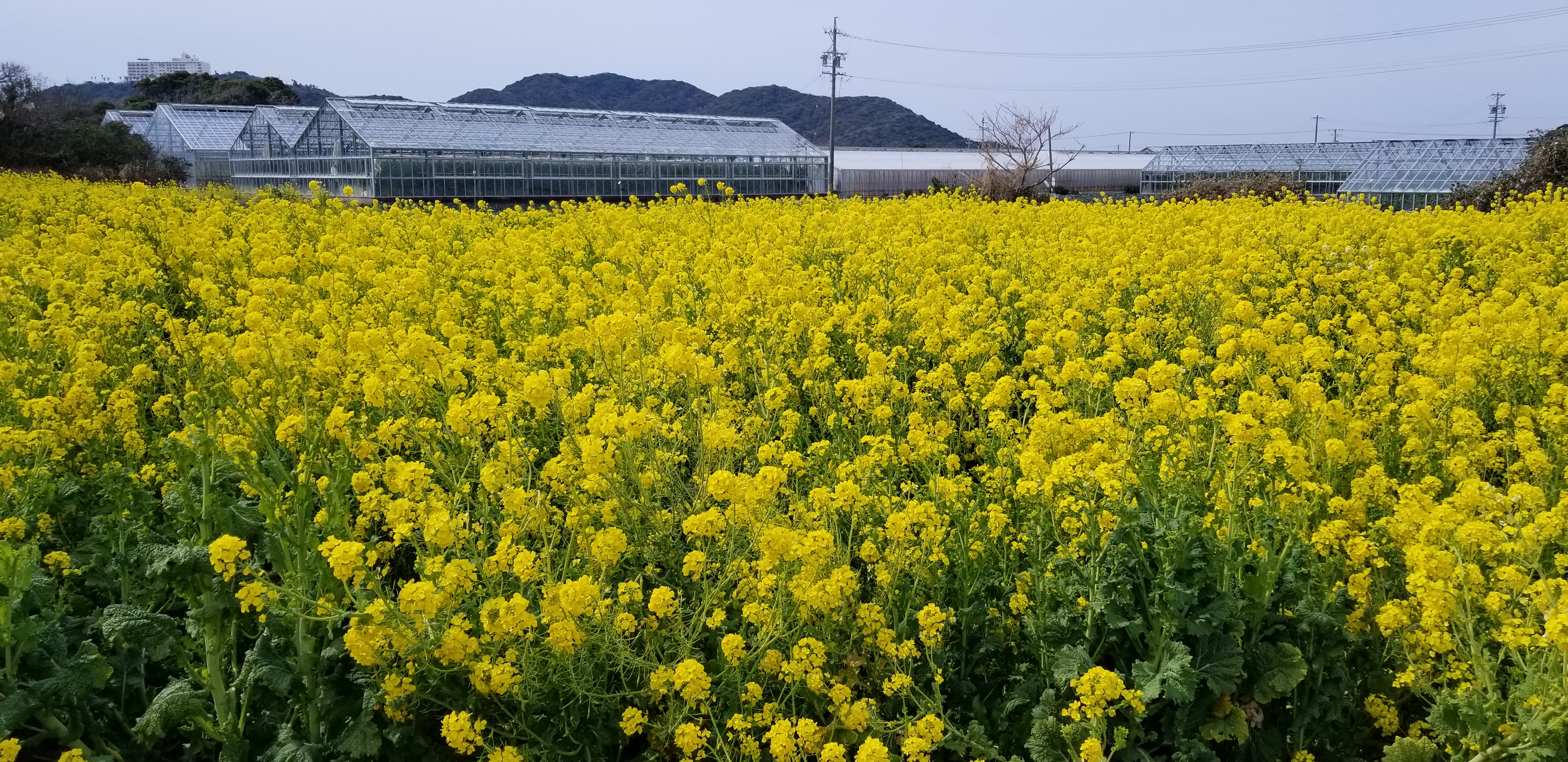 田原市　伊良湖岬　もう春？？？